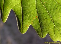 /album/marticizkova/buk-list-ramecek-2-jpg/